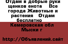 Отдам в добрые руки щенков енота. - Все города Животные и растения » Отдам бесплатно   . Кемеровская обл.,Мыски г.